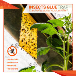 L Insects Glue Traps