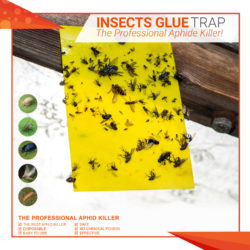 L Insects Glue Traps